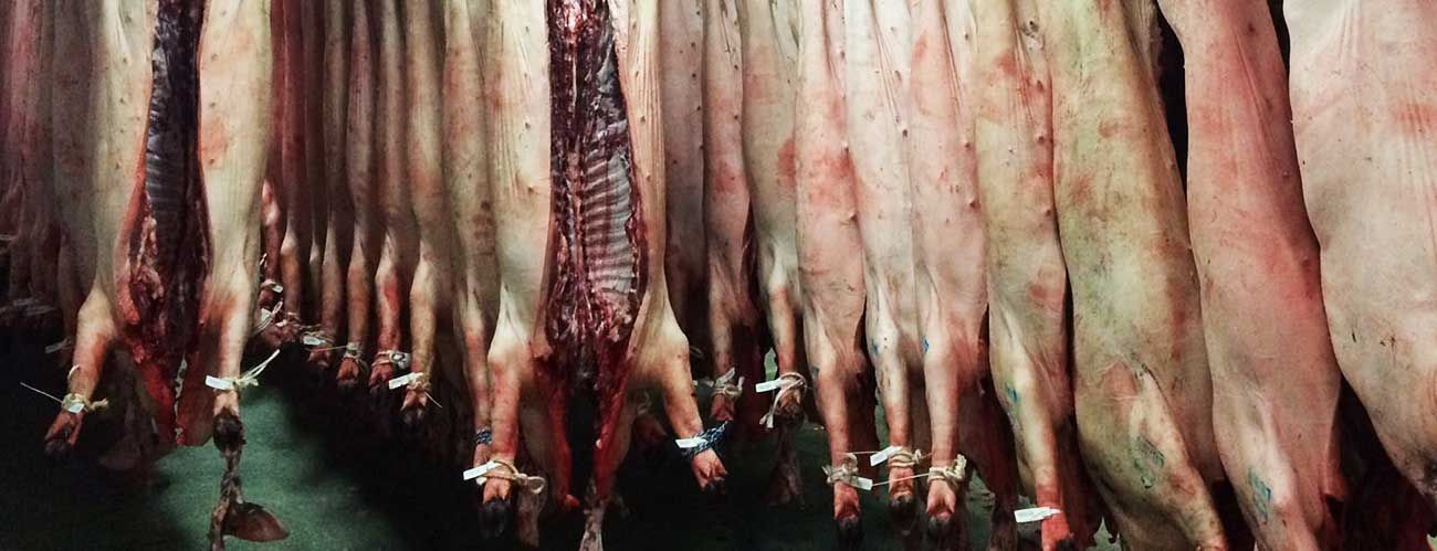 matadero-cerdo-Salamanca.jpg